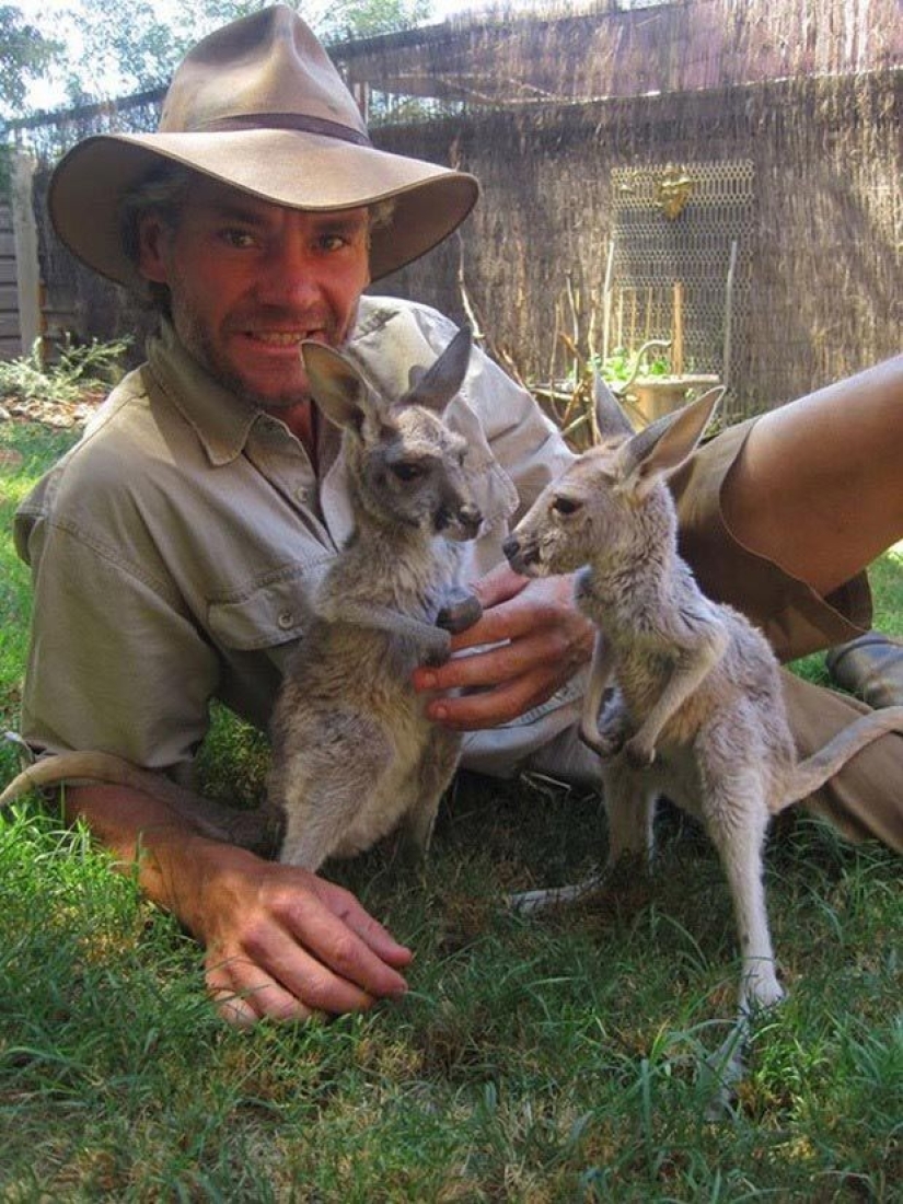 Little kangaroos are left to die in the dead mother's bag until he comes