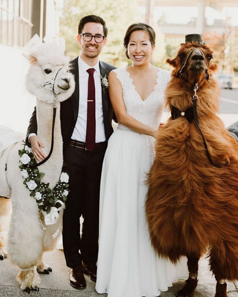 Llamas as wedding hosts
