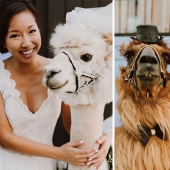 Llamas as wedding hosts