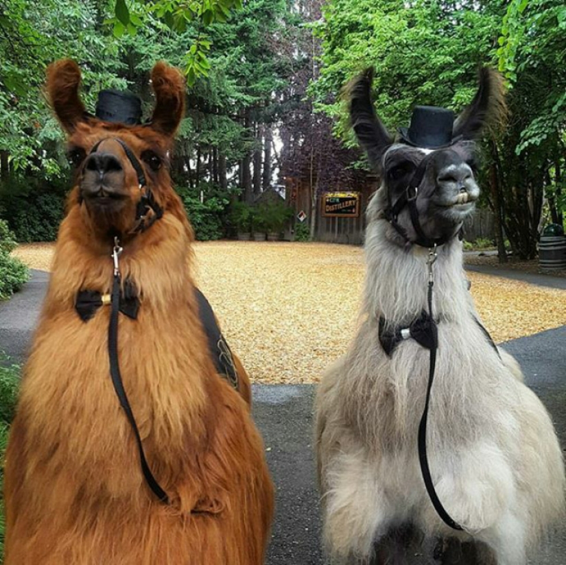 Llamas as wedding hosts
