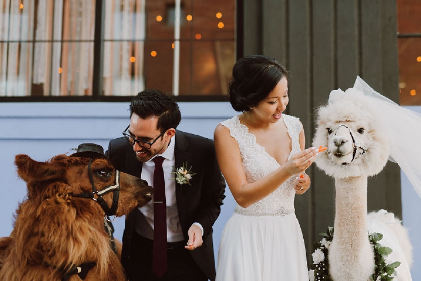 Llamas as wedding hosts