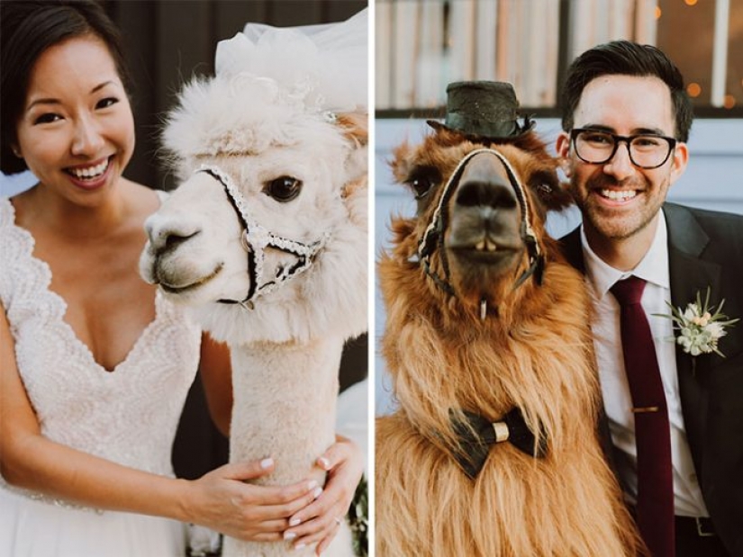 Llamas como anfitriones de bodas