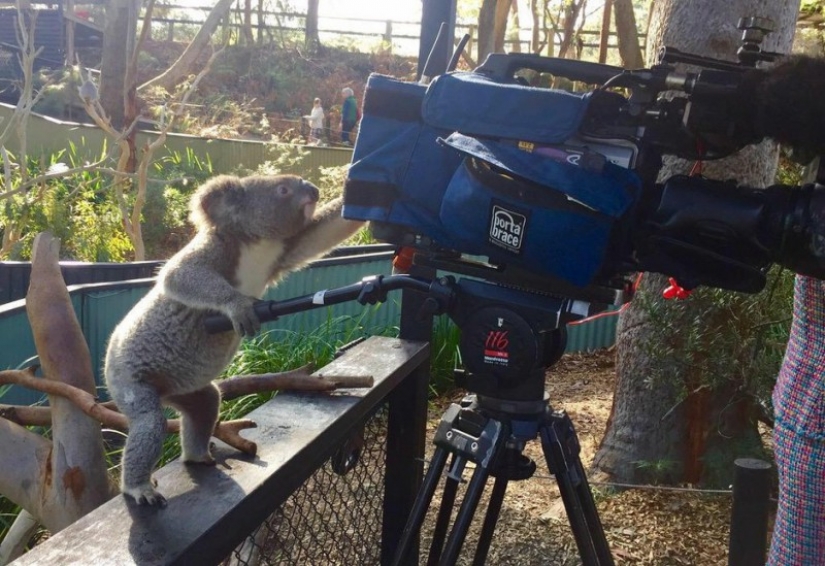 Los animales de Australia a los que no les importaban tus estereotipos