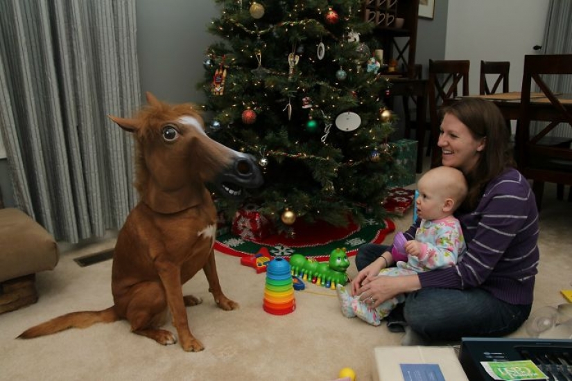 Los animales que odian la Navidad y año Nuevo