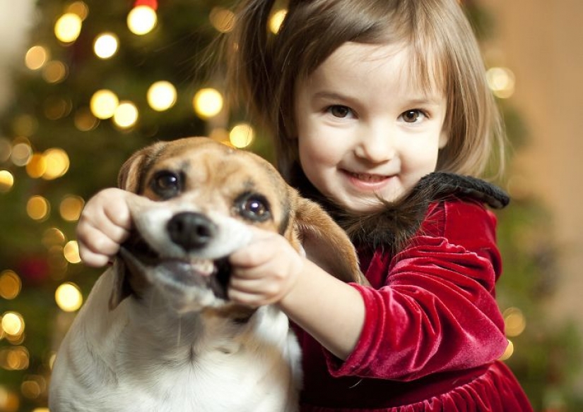 Los animales que odian la Navidad y año Nuevo