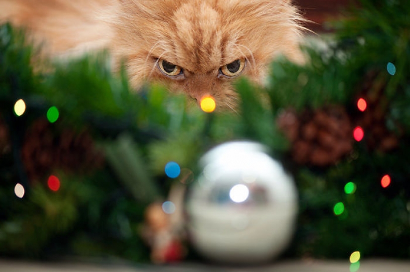 Los animales que odian la Navidad y año Nuevo