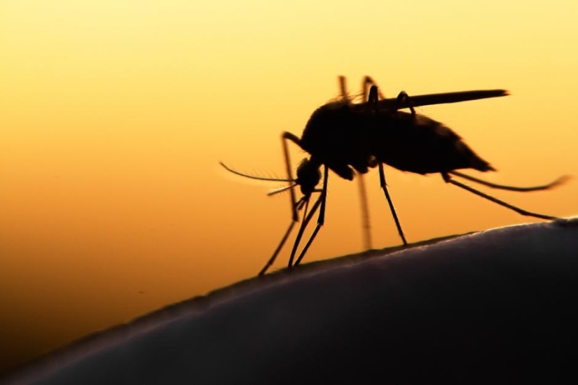 Los científicos dijeron qué tipo de sangre es "el más delicioso" para los mosquitos