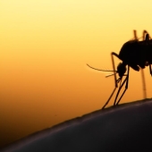 Los científicos dijeron qué tipo de sangre es "el más delicioso" para los mosquitos