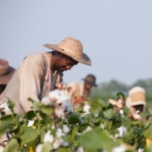 Los escolares estadounidenses querían devolver a los negros a las plantaciones