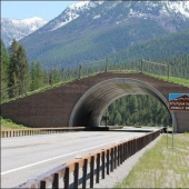 Los pasos de peatones para los animales