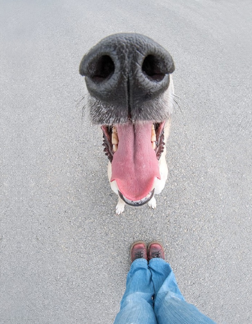 Los perros más expresivos del mundo por Elke Vogelslang