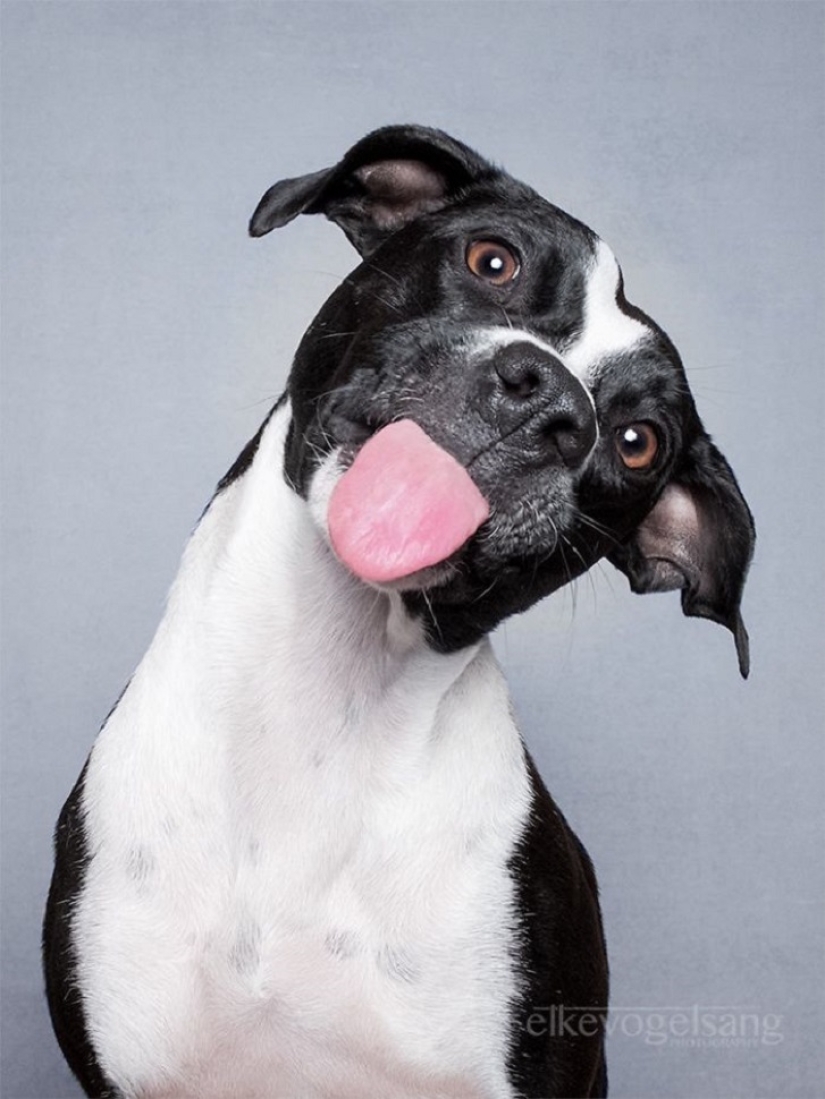 Los perros más expresivos del mundo por Elke Vogelslang