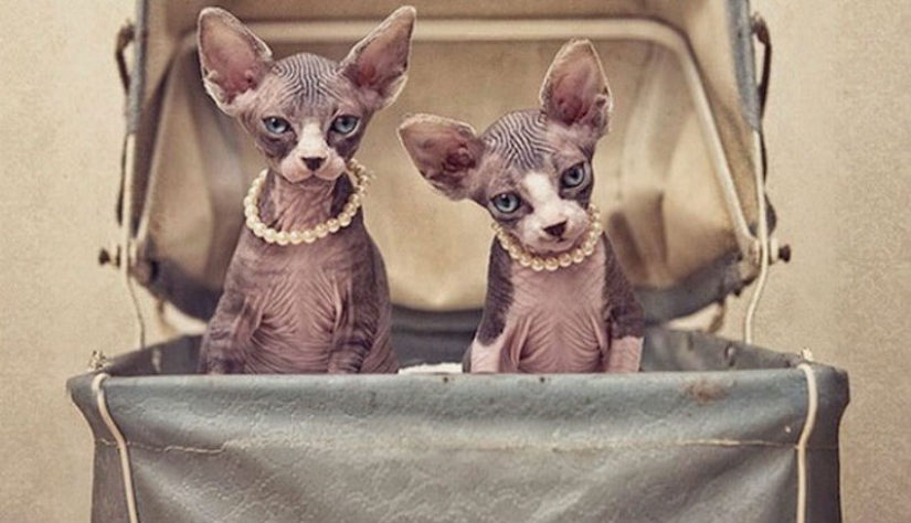 Maravillosa esfinge gatos en fotos por Serena Hodson