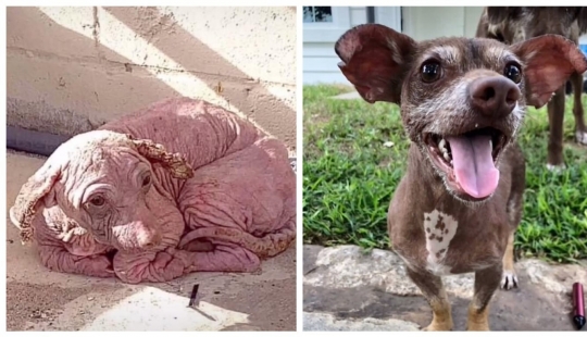 Maravillosa historia del rescate de un perro sin hogar llamado Dobby