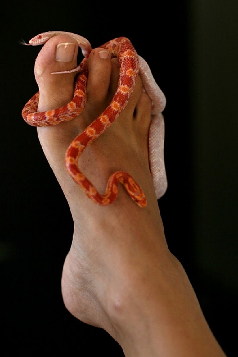 Massage with snakes