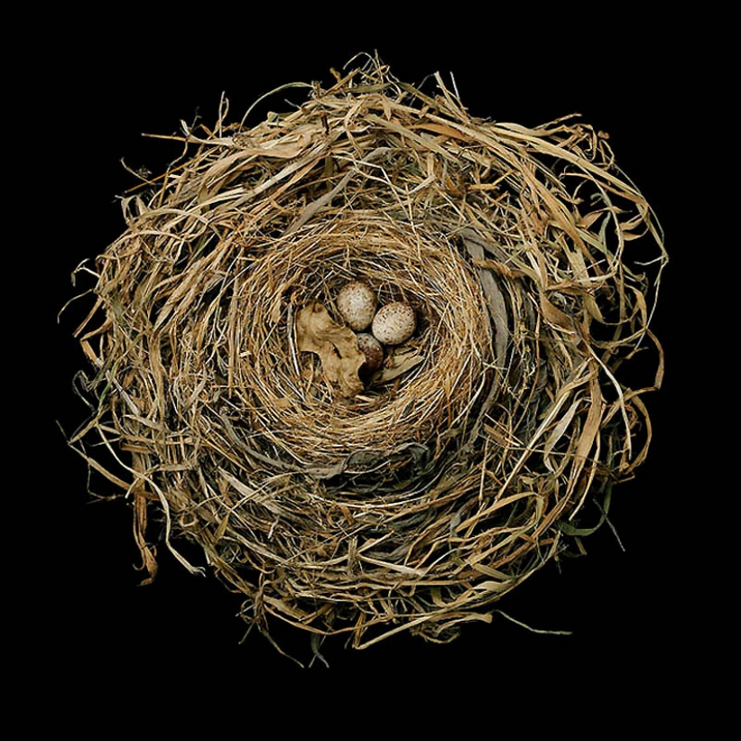 Masterpieces of natural architecture - bird nests