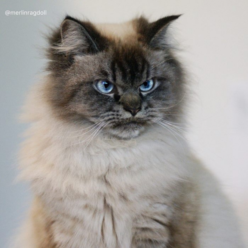 Meet Merlin, the cat who hates everything and everyone