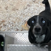 Mejor amigo por correspondencia: cómo los perros conocen a los carteros estadounidenses