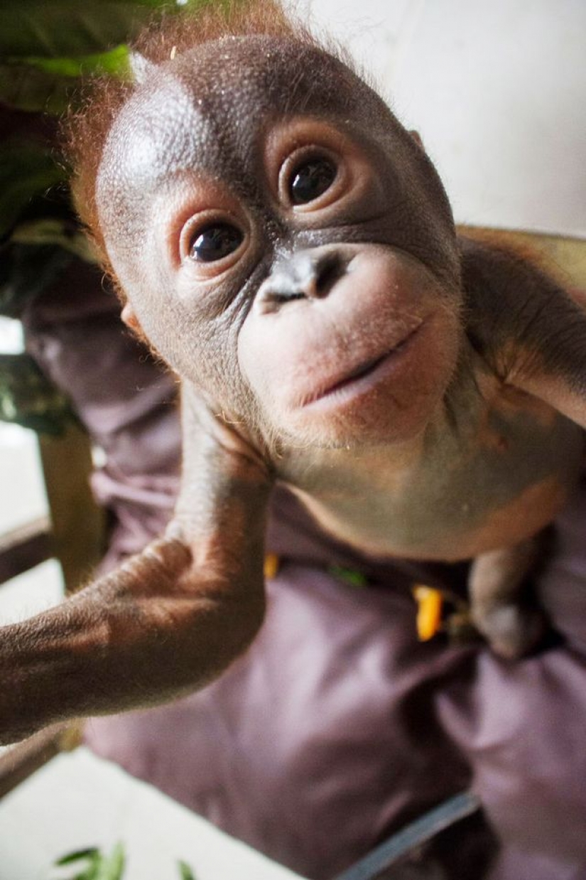 Milagrosamente sobrevivir bebé orangután conocimos y... quiero darle un beso!
