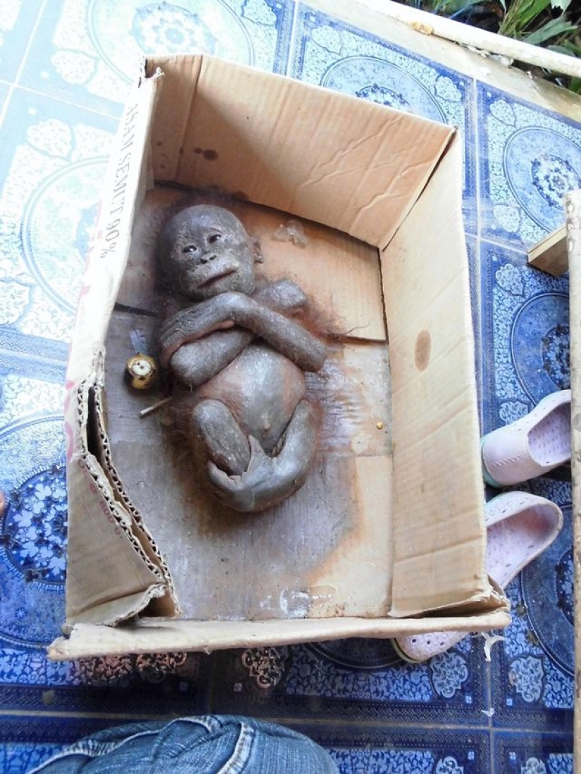 Milagrosamente sobrevivir bebé orangután conocimos y... quiero darle un beso!