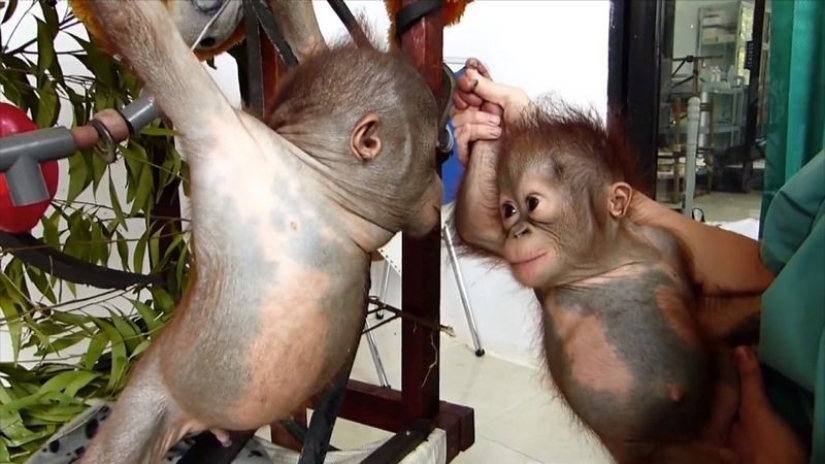 Miraculously surviving baby orangutan first met and... I want to kiss him!