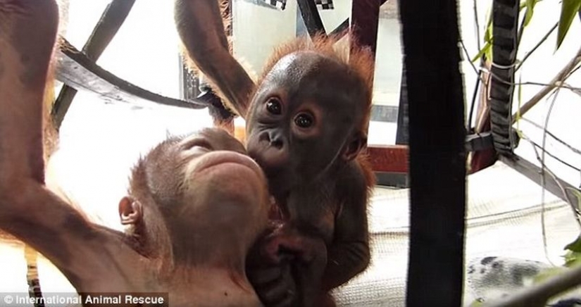 Miraculously surviving baby orangutan first met and... I want to kiss him!
