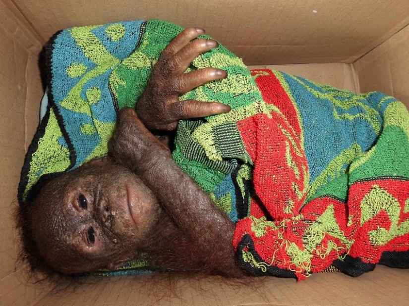 Miraculously surviving baby orangutan first met and... I want to kiss him!