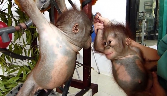 Miraculously surviving baby orangutan first met and... I want to kiss him!