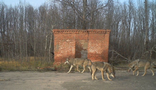 Misterioso y salvaje de Chernóbil tengo acoplada biólogo