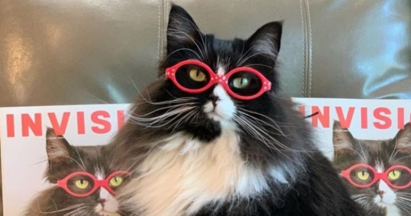 Mistress optics took in the cat, which advertises glasses...