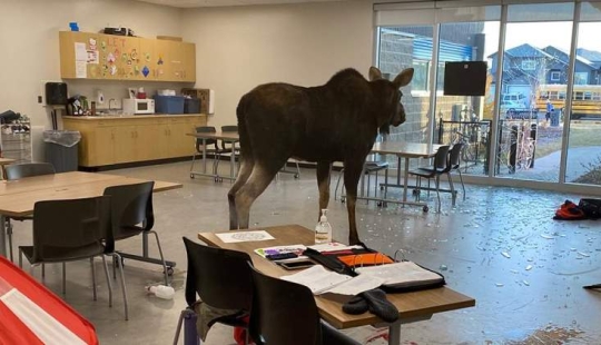 Moose broke into a Canadian school through a window and started a pogrom