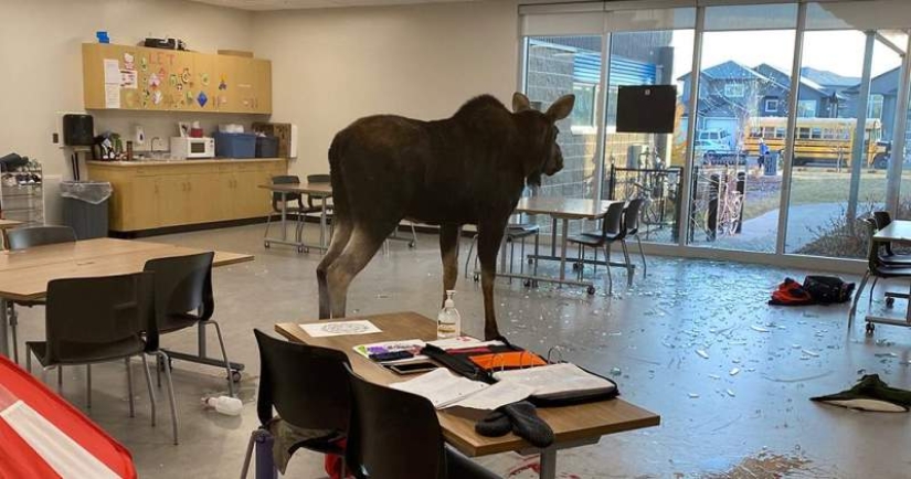 Moose irrumpió en una escuela canadiense a través de una ventana y comenzó un pogrom