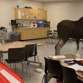 Moose irrumpió en una escuela canadiense a través de una ventana y comenzó un pogrom