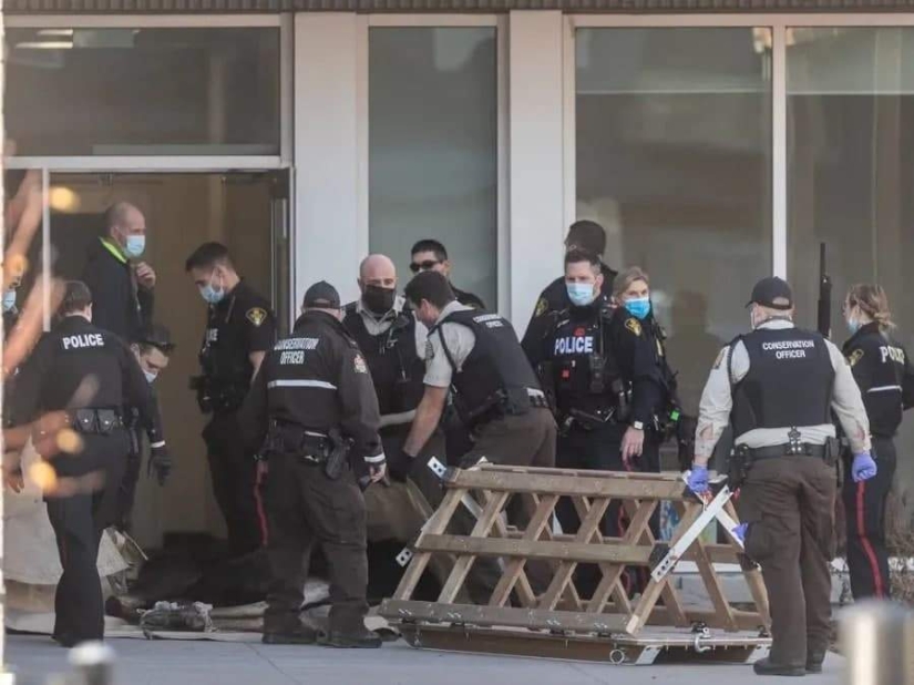 Moose irrumpió en una escuela canadiense a través de una ventana y comenzó un pogrom