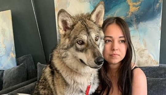 Mujer rusa salvó un pequeño cachorro de lobo y consiguió un amigo leal