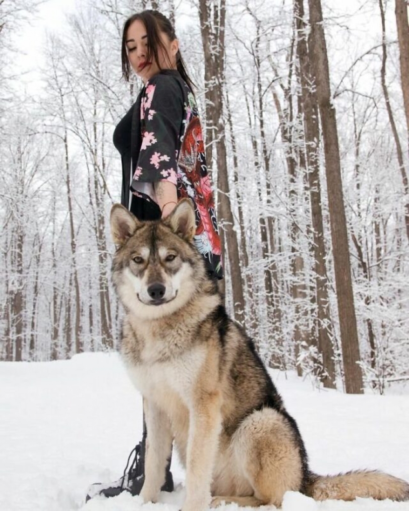 Mujer rusa salvó un pequeño cachorro de lobo y consiguió un amigo leal