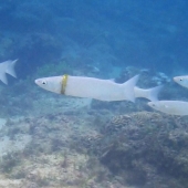 Mullet ahora usa anillo de boda perdido por turista australiano