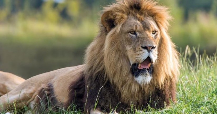 Murió por más de un día: un estadounidense disparó a un león con un arco en la reserva por 2 millones