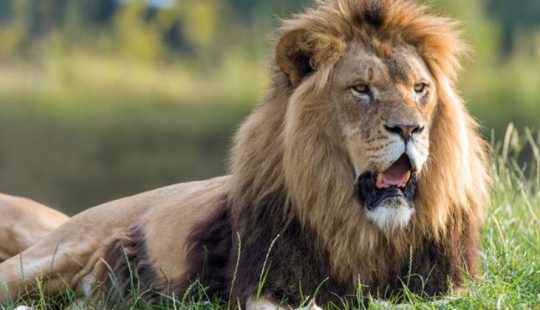 Murió por más de un día: un estadounidense disparó a un león con un arco en la reserva por 2 millones