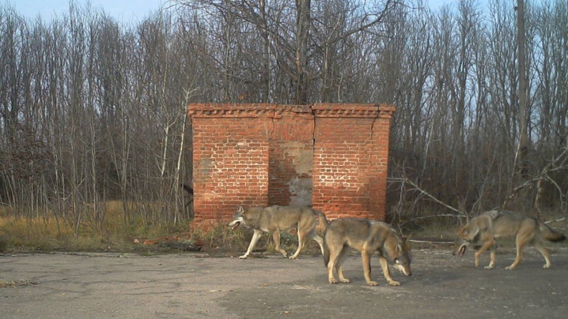 Mysterious and wild Chernobyl got snapped biologist