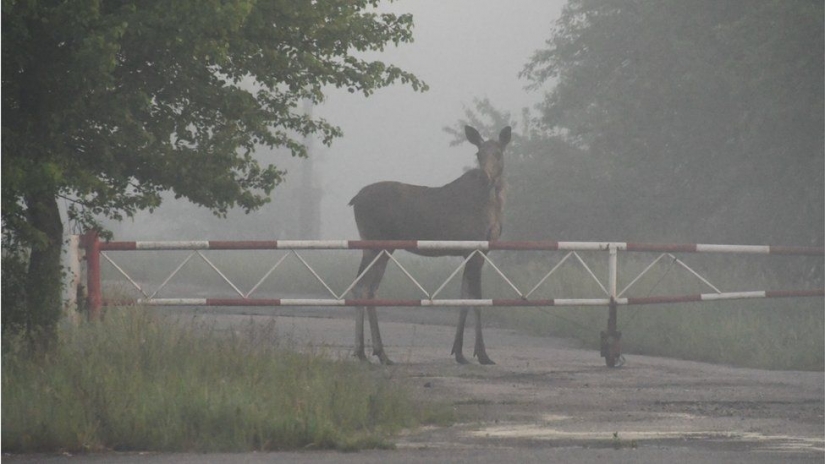 Mysterious and wild Chernobyl got snapped biologist