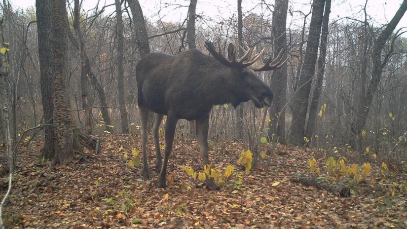 Mysterious and wild Chernobyl got snapped biologist