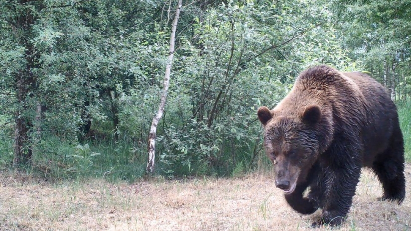 Mysterious and wild Chernobyl got snapped biologist