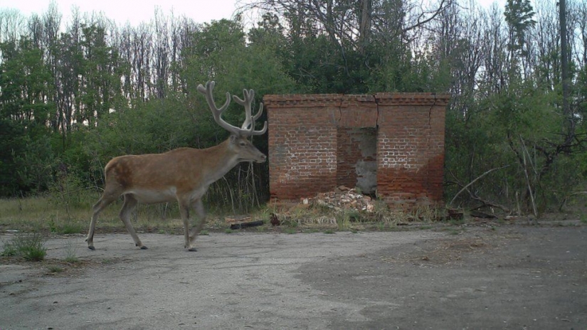 Mysterious and wild Chernobyl got snapped biologist