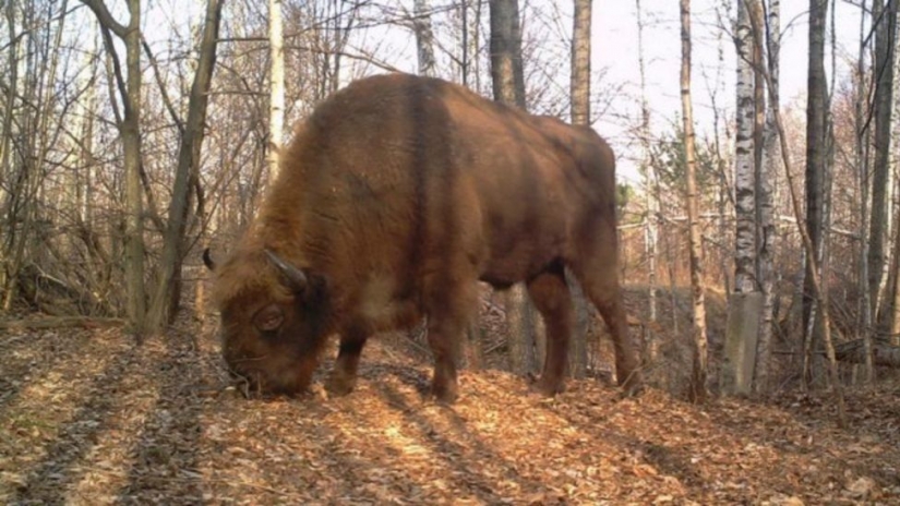 Mysterious and wild Chernobyl got snapped biologist