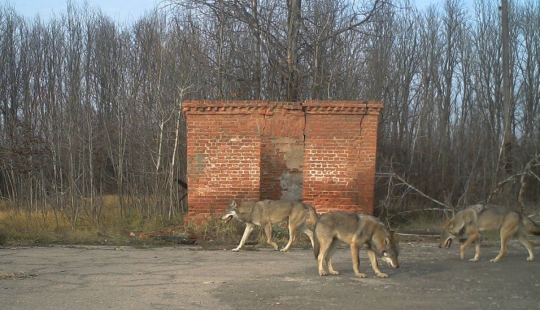 Mysterious and wild Chernobyl got snapped biologist