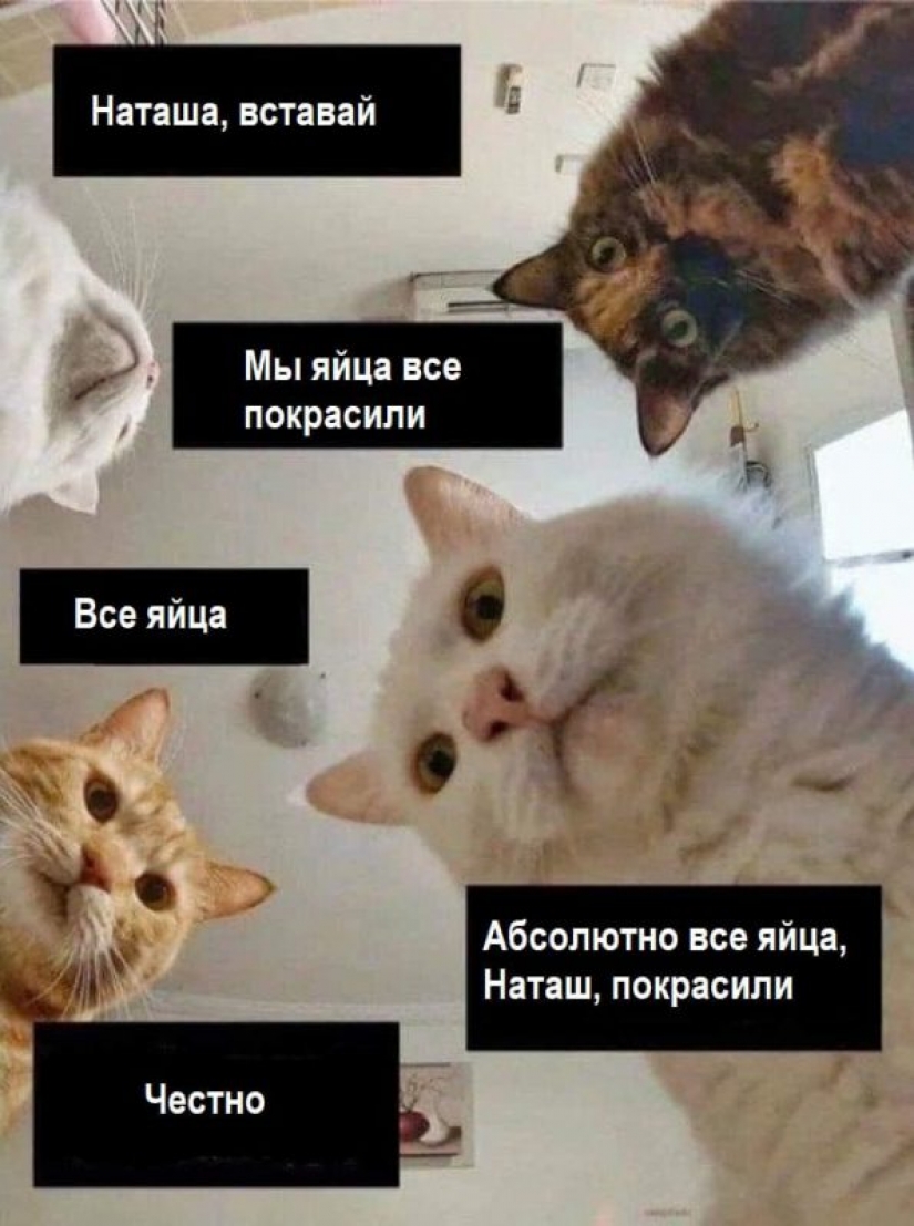 "Natasha, levántate, se nos cayó todo": ¿de dónde vienen los memes sobre Natasha y los gatos, que ahora están literalmente en todas partes