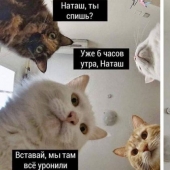 "Natasha, levántate, se nos cayó todo": ¿de dónde vienen los memes sobre Natasha y los gatos, que ahora están literalmente en todas partes