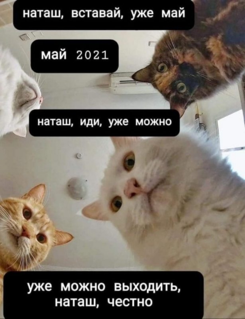 "Natasha, levántate, se nos cayó todo": ¿de dónde vienen los memes sobre Natasha y los gatos, que ahora están literalmente en todas partes
