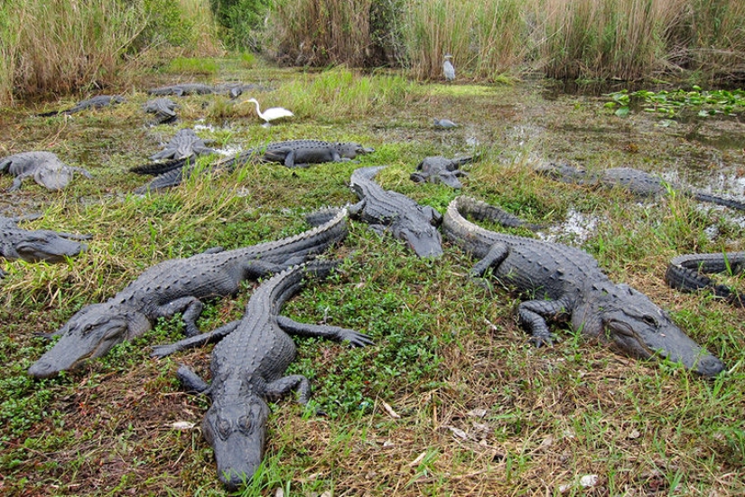 Nature Tourism: Russia vs America